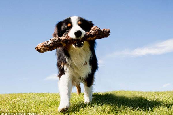 punky pets dog walking